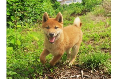 販売中の栃木県の柴犬-396198の2枚目